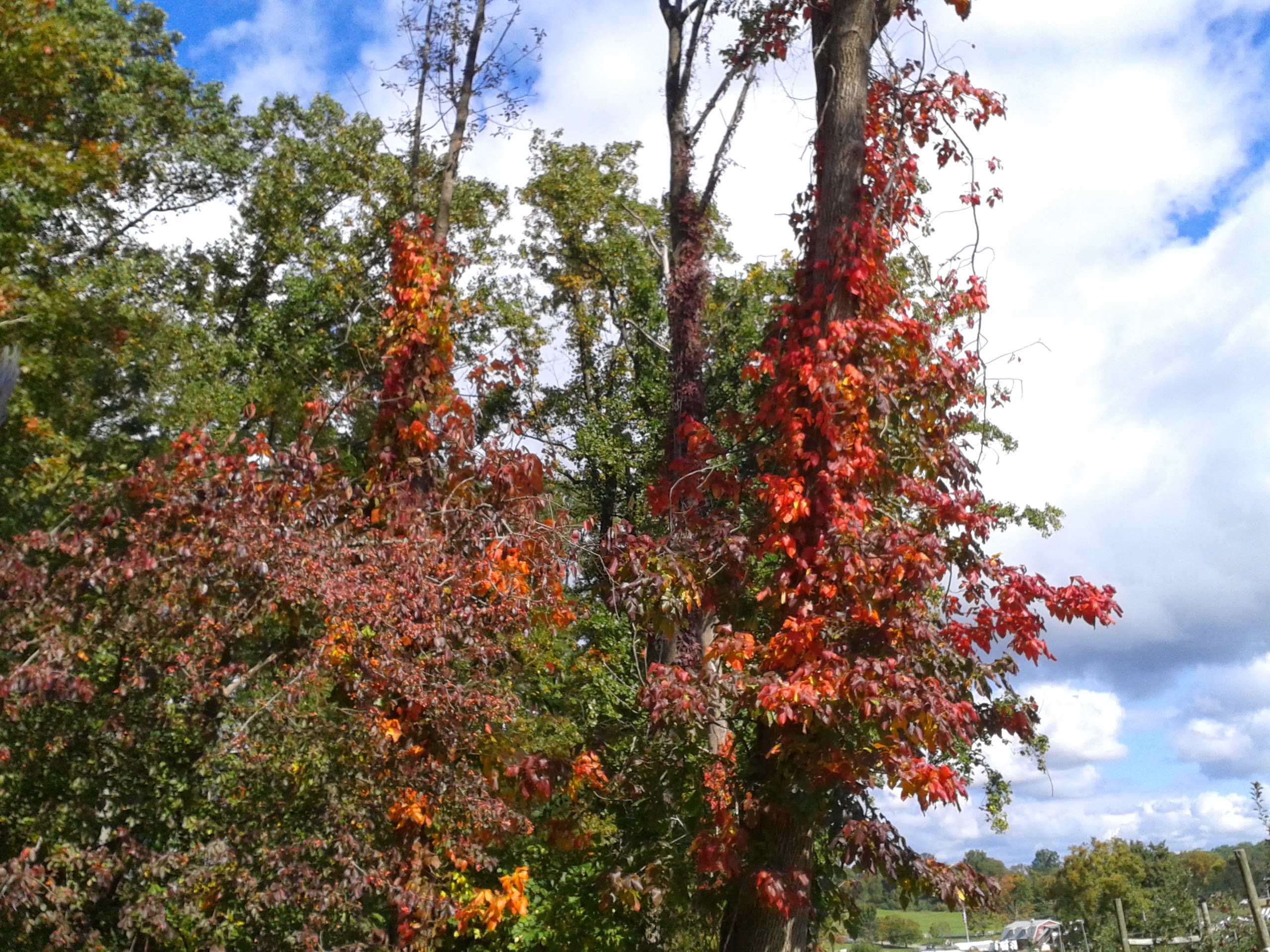 Fall Foliage