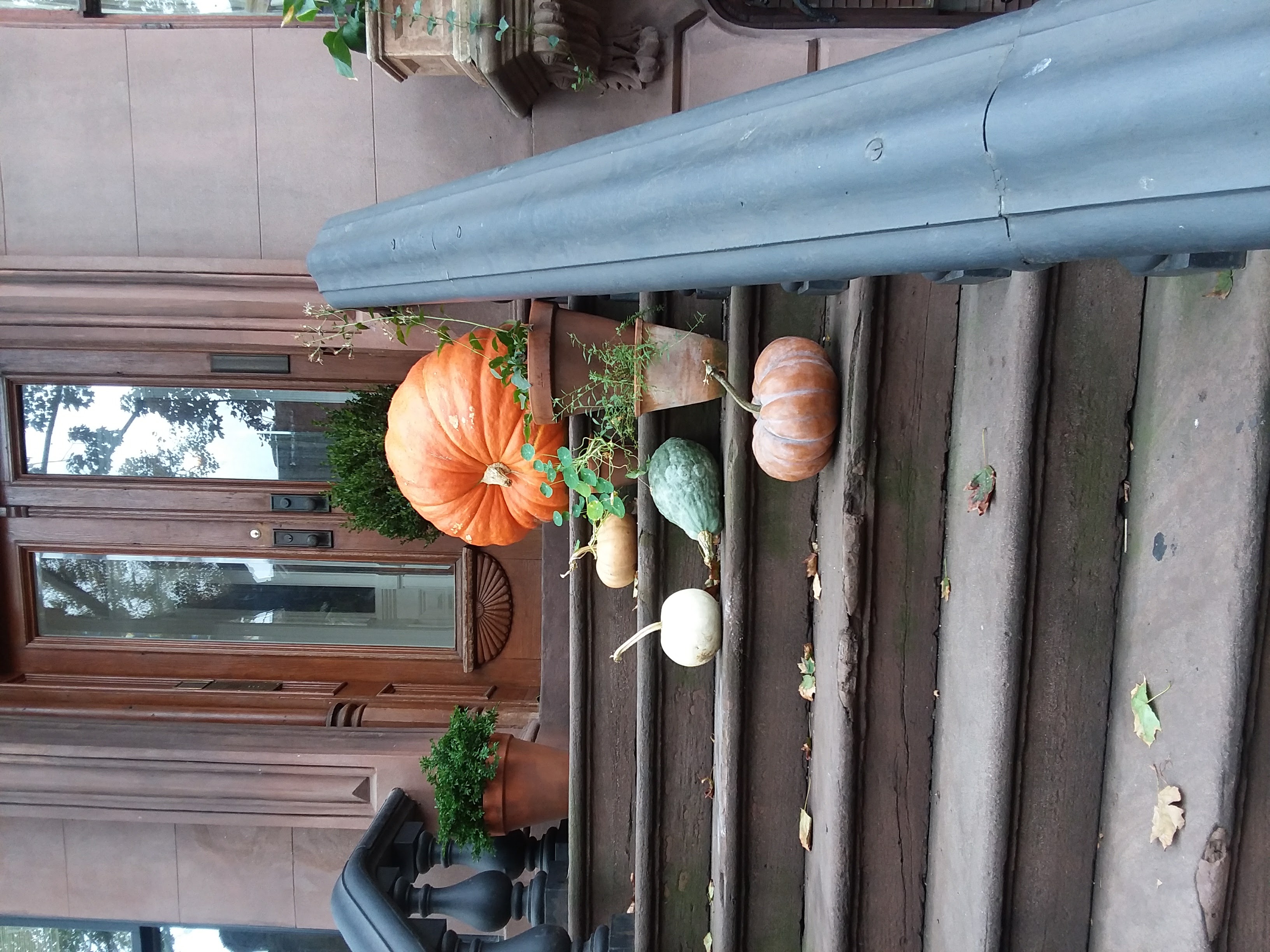 Gourds on a Brooklyn Stoop