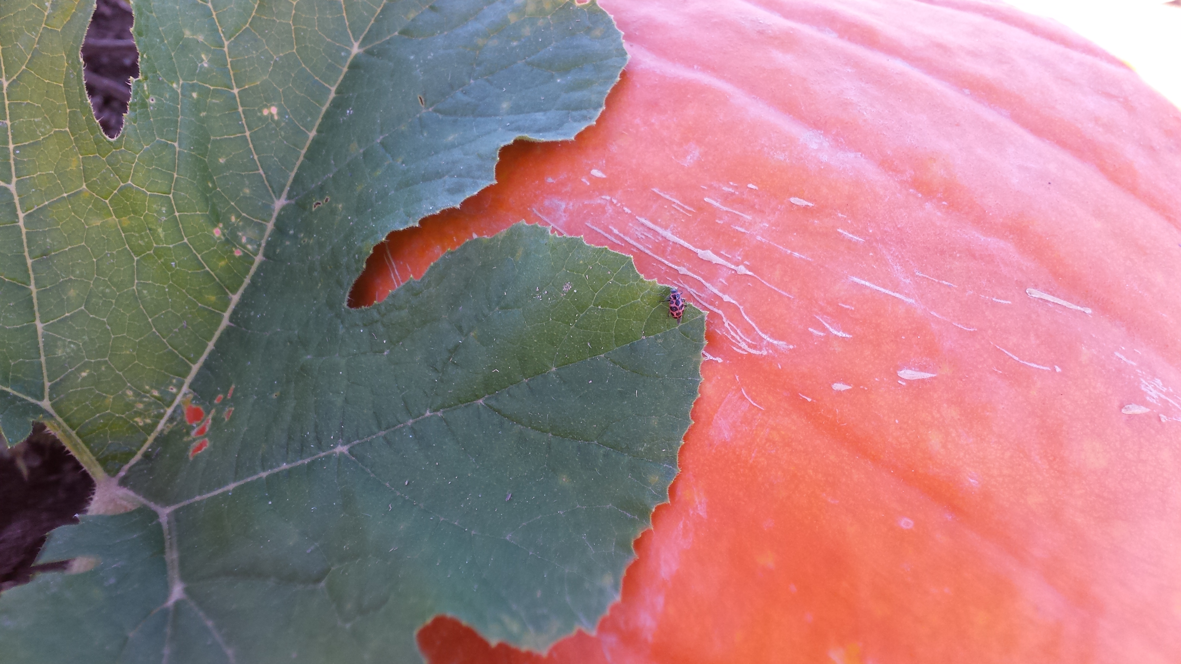 Ladybug on a Pumpkin