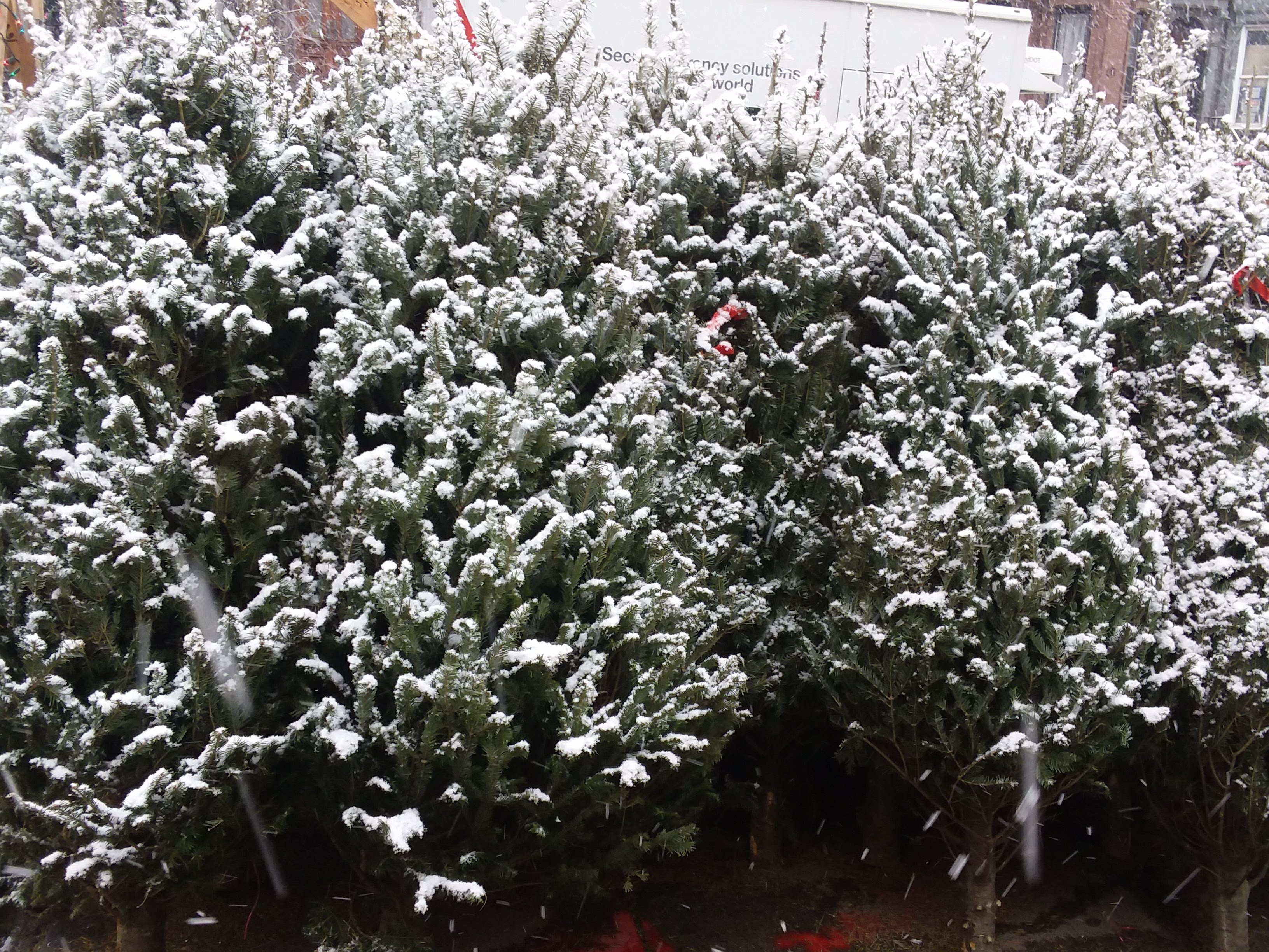 Snow on Pine Trees